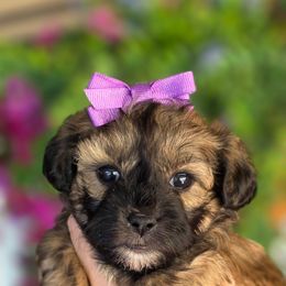 Cindy Lou Purple - Brindle and white female Shihpoo puppy in Vernon, Texas from Sugarland's Texas Goldendoodles