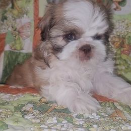 Shih Tzu Puppies from Shantii's Shih Tzu's