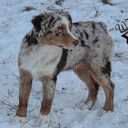 Fizzarolli - Australian Shepherd