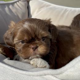 Milo - Liver male Shih Tzu puppy in Tennessee from Cutshall Babies