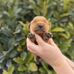 Male 4, Blue - Dark golden male Golden Retriever puppy in Utah from Deseret Peak Goldens