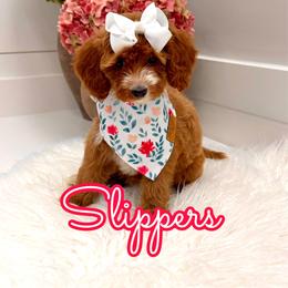 Slippers - Red female Cavapoo puppy in Buford, Georgia from Petite Posh Puppies