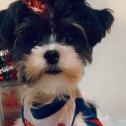 Yorkshire Terriers from Renee’s pawfectly pampered yorkies