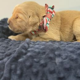 Elf - Golden male Golden Retriever puppy in Salt Lake City, Utah from Soaring golden retrievers