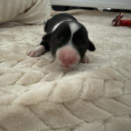 Eli - Black and white male American Corgi puppy in Decatur, Texas from Bar S Corgis