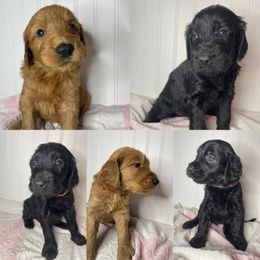 Goldendoodle Puppies from PNW Puppies