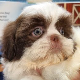 NATE - Liver and white male Shih Tzu puppy in Candler, North Carolina from Pup-Tzu WNC