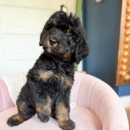 So Happy - Phantom female Bernedoodle puppy in Grove, Oklahoma from Guinn Family Farms