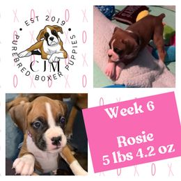 Rosie - Fawn Boxer puppy in Jupiter, Florida from CJM Boston and Boxer Puppies
