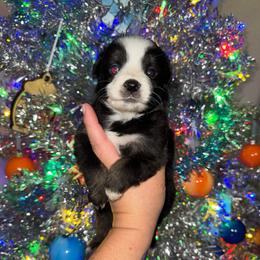 Millie - Black tri female Miniature Australian Shepherd puppy in Angleton, Texas from 4LH Australian shepherds
