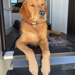 "Tully" Golden Retriever All Grown Up from Wishaw Whisky Golden Retrievers