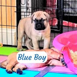 Bullmastiff Puppies from Faulkner Bullmastiffs