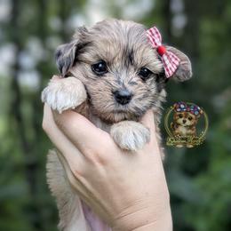 Bramble - Merle female Morkie puppy in Barren Springs, Virginia from Seeking Shalom Acres Maltese, Maltipoos & Havamalts