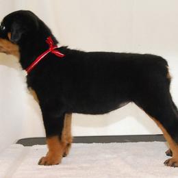 Rottweiler Puppies from 2Infinity Rottweilers LLC