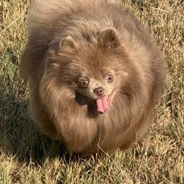King - Pomeranian