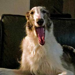 Girl 1 - White female Borzoi puppy in Wichita, Kansas from Kaos Kennel