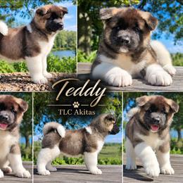 Teddy - Red male Akita puppy in Chillicothe, Missouri from TLC Akitas