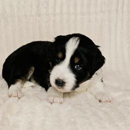 Aussiedoodle Puppies from Parrish Precious Ones