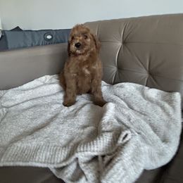 Goldendoodle and Poodle Puppies from Poodle lovers