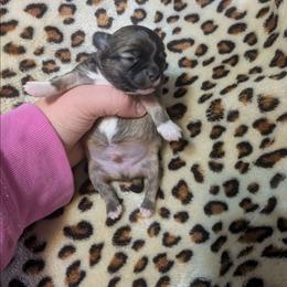 Teddy - Chocolate sabled fawn male Chihuahua puppy in Amity, Pennsylvania from Baxters Chihuahuas