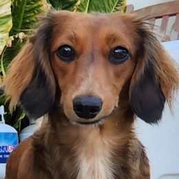 Ellie - Dachshund