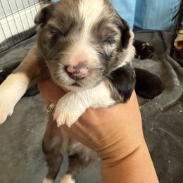 Blue Merle male - Blue merle Miniature Australian Shepherd puppy in Westminster, Massachusetts from Smokin Gun Aussies