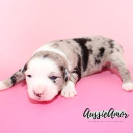 Skylar - Blue merle female Miniature Australian Shepherd puppy in Pinehurst, Texas from Aussie Amor