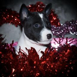 Sonya - Basenji puppy from Triforce Basenjis