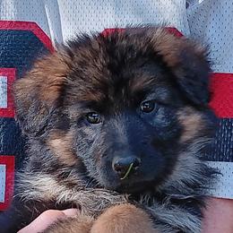 Purple - Black and red female German Shepherd puppy in Stevenson, Washington from Sundance Shepherds