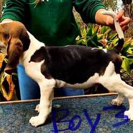 Boy 3 - Tri-colored male Treeing Walker Coonhound puppy in Branford, Florida from Janis Hunter