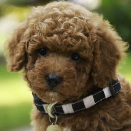 Tristan - Red  male Poodle puppy in Etna Green, Indiana from Perfect Match Poodles