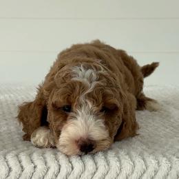 Assorted Doodle Crosses, Goldendoodle, Labradoodle, and Poodle Puppies from Ruff Country Doodles