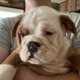Bulldog Puppies from Tiffany Thelen's Bulldogs