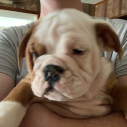 Bulldog Puppies from Tiffany Thelen's Bulldogs
