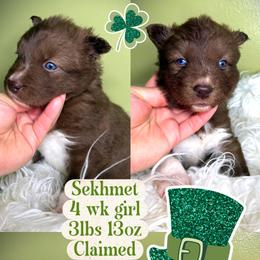 Seedling - Red and white female Siberian Husky puppy in Florence, Kentucky from Moonlight Howl Huskies