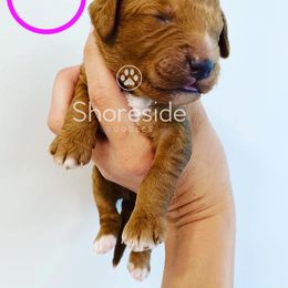 Girl 4 - Goldendoodle puppy in Morehead City, North Carolina from Shoreside Doodles