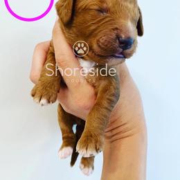 Girl 4 - Goldendoodle puppy in Morehead City, North Carolina from Shoreside Doodles