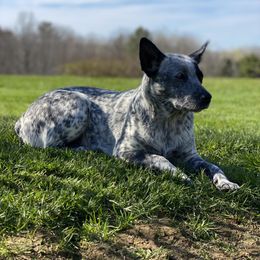 Luna - Australian Cattle Dog