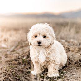 Goldendoodle and Havapoo Puppies from Lady Paws Puppies