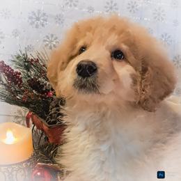 Sunny - Golden male Double Doodle puppy in Cocolalla, Idaho from Kelley's Goldens Poodles and Doodles