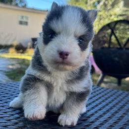 Apollo - Blue male Pomsky puppy in Boonville, Indiana from Elysian Pomskies