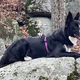 Border Collies from Epic Borders
