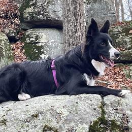 Border Collies from Epic Borders