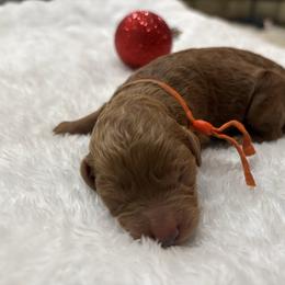 Joshua - Red  male Poodle puppy in Vilonia, Arkansas from Donna’s Pretty Poodles