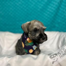 Miniature Schnauzer Puppies from S & S Miniature Schnauzer