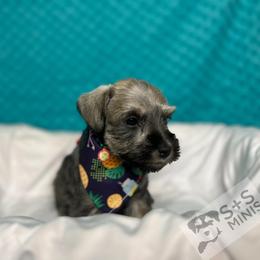 Miniature Schnauzer Puppies from S & S Miniature Schnauzer