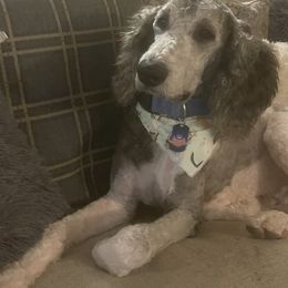 Boy 2 - Black and white Sheepadoodle puppy in Kansas City, Kansas from Sheepie Dudes n' Doodles