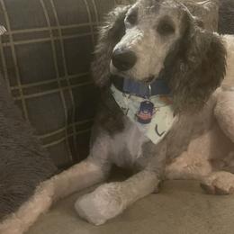Boy 2 - Black and white Sheepadoodle puppy in Kansas City, Kansas from Sheepie Dudes n' Doodles