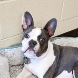 Companion Crosses, Dachshunds, and French Bulldogs from Rockin’ S Kennel