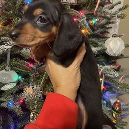 Crumble - Black and tan male Dachshund puppy in Raleigh, North Carolina from Capital City Dachshunds